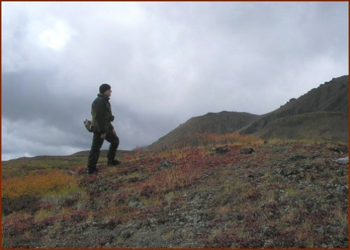 Barky on the Denali Tundra