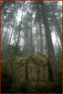 Forest Fog, Copyright ©2007, Troy B. Thompson