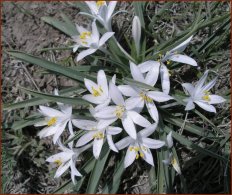 Live Blooms — © 2008 America In Context