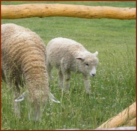 Sheep In Pen — © 2008 America In Context