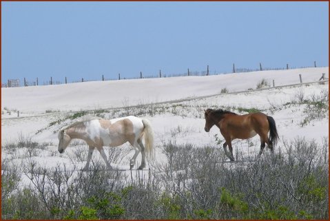 Wild Ponies — © 2008 America In Context