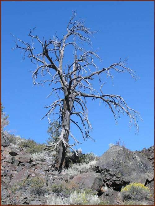 Ghost Tree © 2008 America in Context