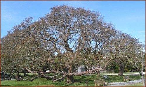 Gumbo-Limbo Tree in Spring