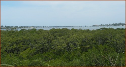 Mangroves and the Bay