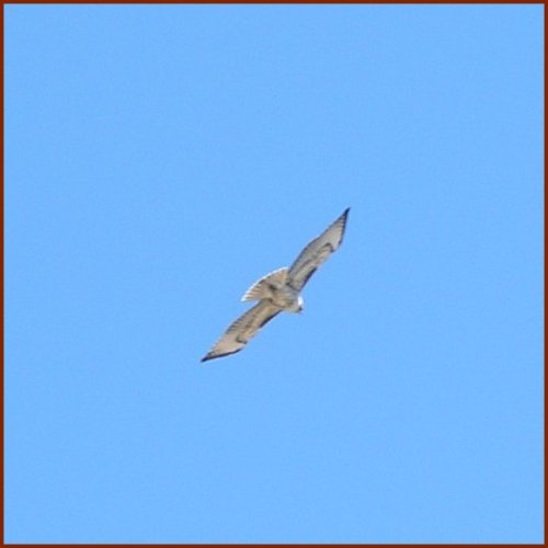 Eagle © 2009 America In Context